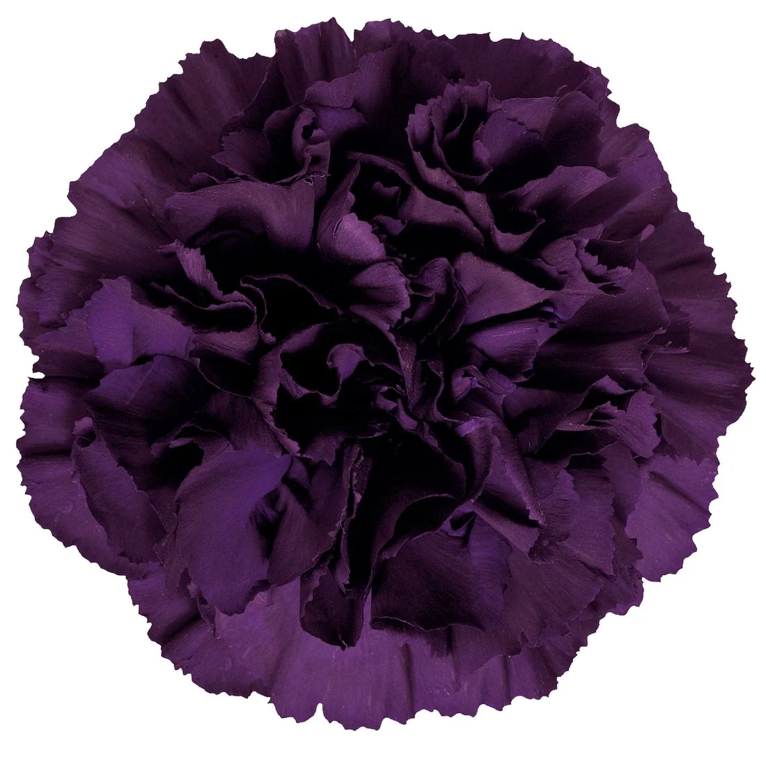 Moonvista® — Florigene Flowers